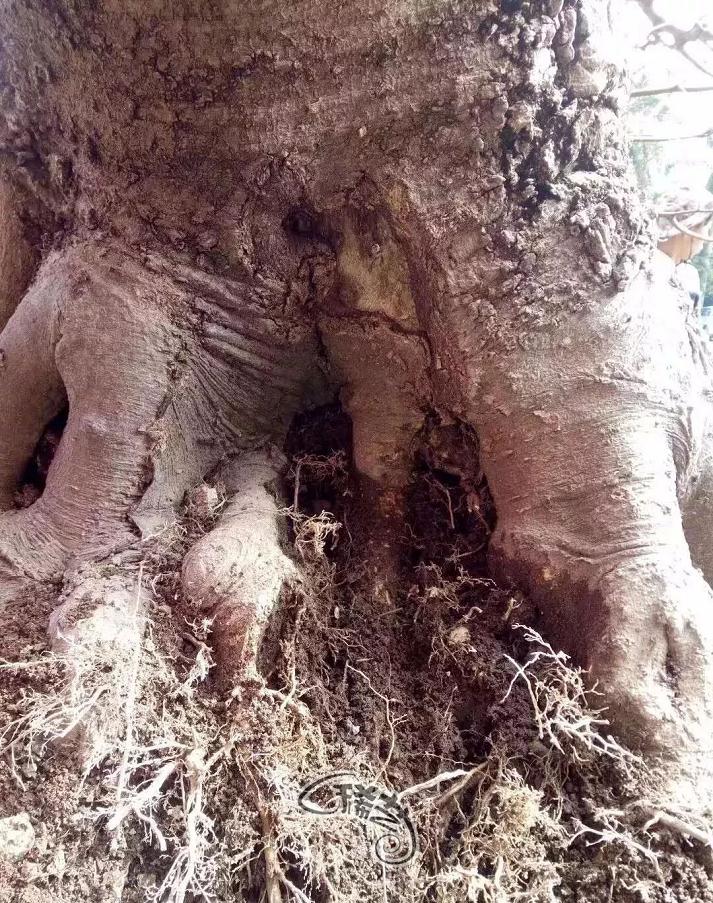 图解 盆景根盘的两种处理方法 22幅