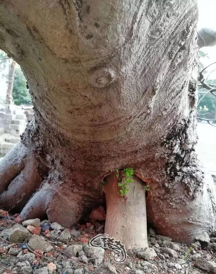 图解 盆景根盘的两种处理方法 22幅