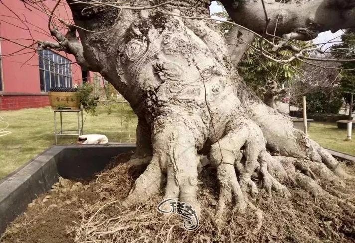 图解 盆景根盘的两种处理方法 22幅