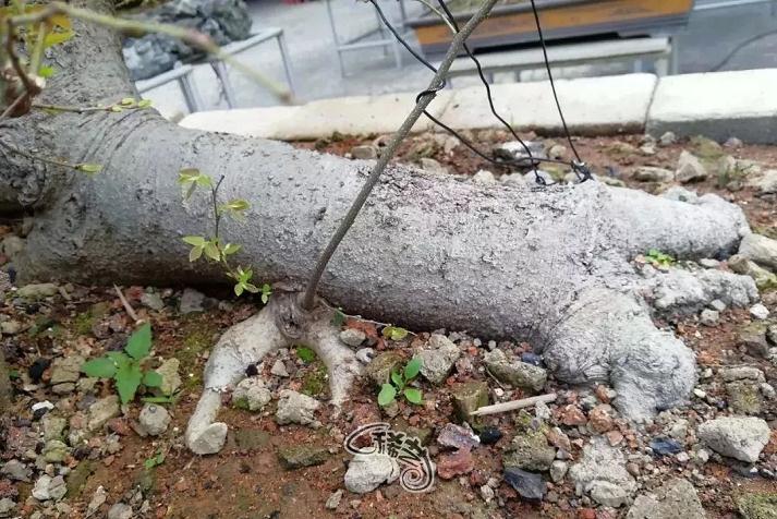 图解 盆景根盘的两种处理方法 22幅