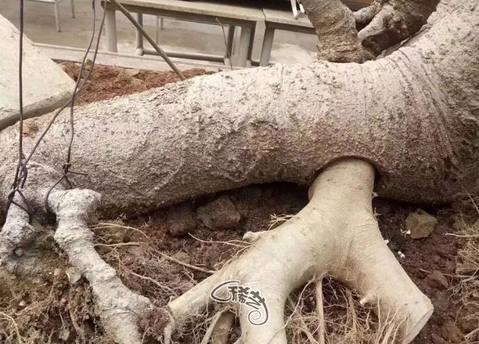 图解 盆景根盘的两种处理方法 22幅