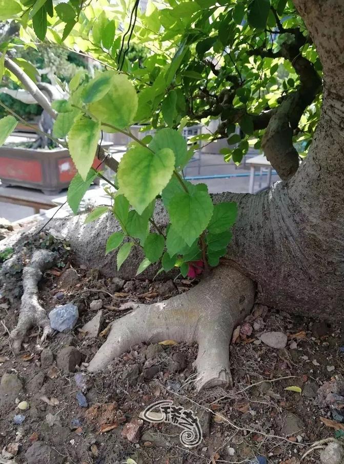 图解 盆景根盘的两种处理方法 22幅