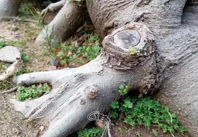 图解 盆景根盘的两种处理方法 22幅