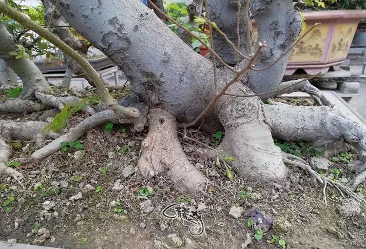 图解 盆景根盘的两种处理方法 22幅