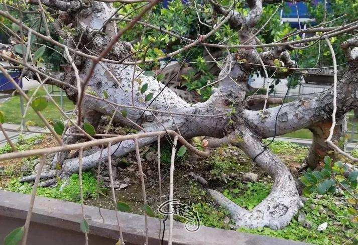 图解 盆景根盘的两种处理方法 22幅