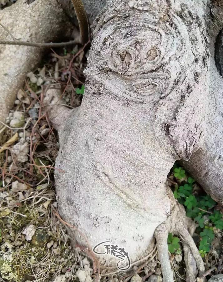 图解 盆景根盘的两种处理方法 22幅