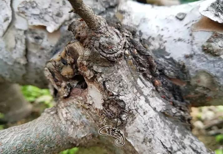 图解 盆景根盘的两种处理方法 22幅