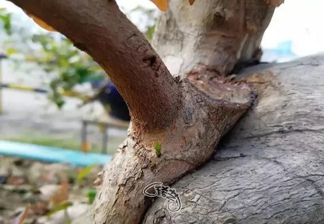 图解 盆景根盘的两种处理方法 22幅