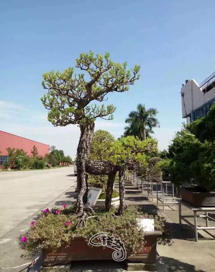 图解 盆景根盘的两种处理方法 22幅