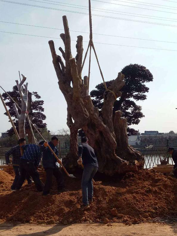 景观树下山桩在移栽后怎么生根的方法