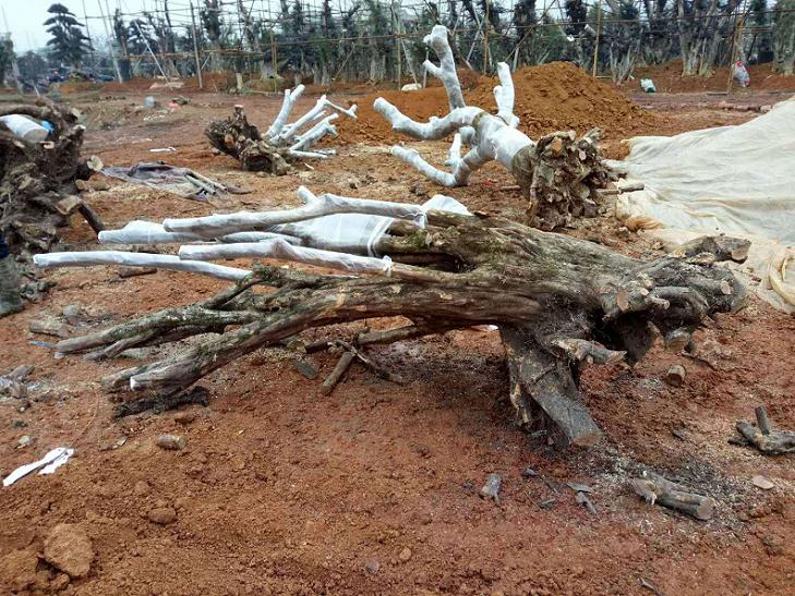 景观树下山桩在移栽后怎么生根的方法