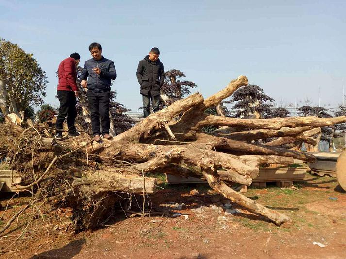 景观树下山桩在移栽后怎么生根的方法
