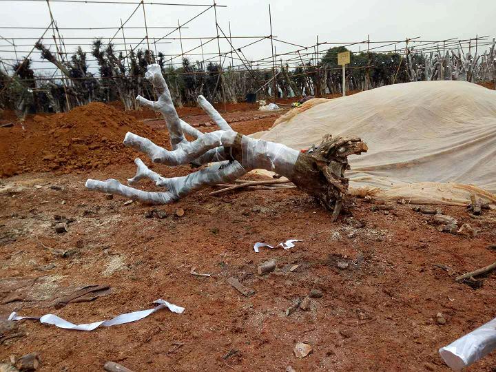 景观树下山桩在移栽后怎么生根的方法