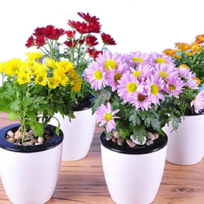 国庆菊盆栽的上盆要点