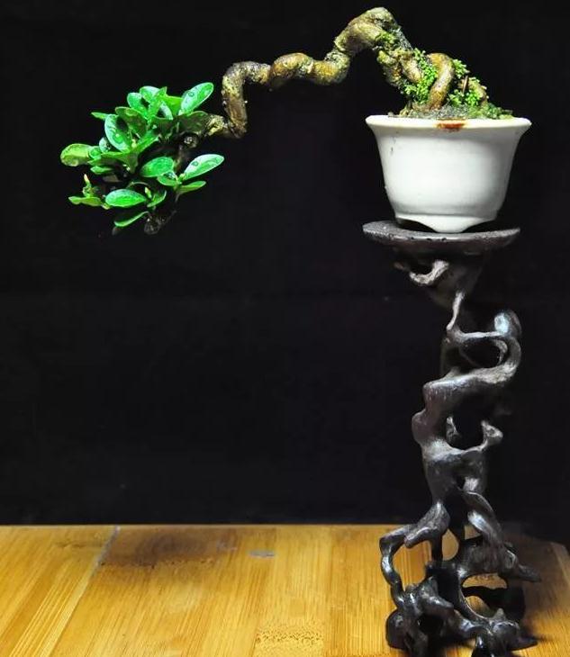 小豆盆景造型的3个注意事项