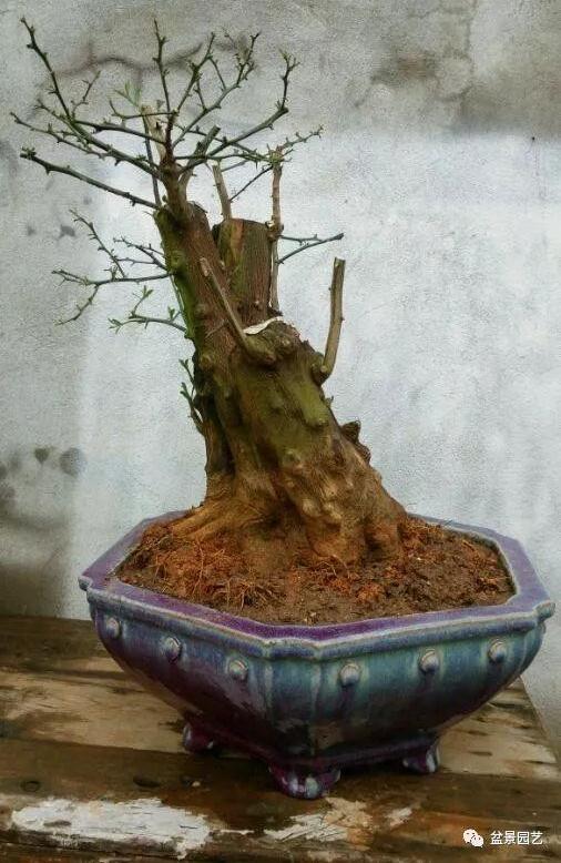 金豆盆景的全年各时段最好养护