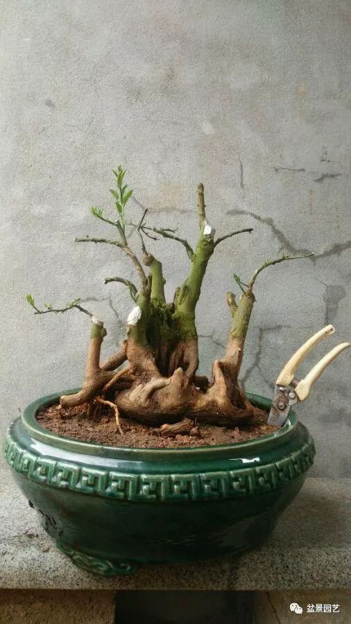 金豆盆景的全年各时段最好养护