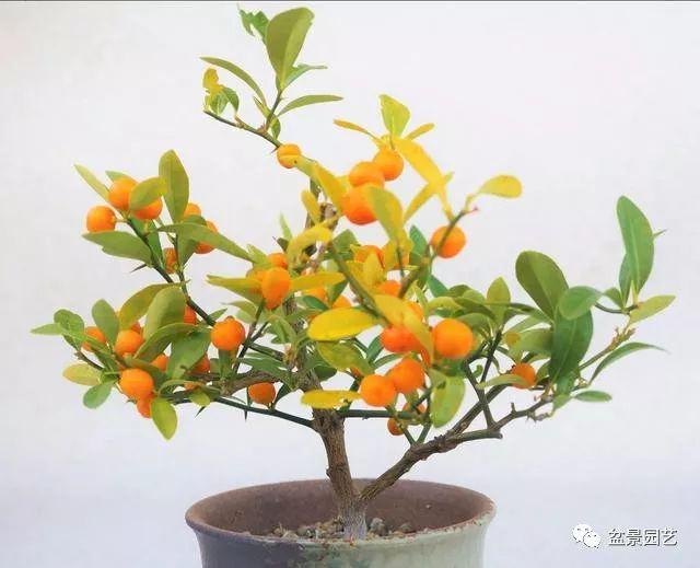 金豆盆景的全年各时段最好养护