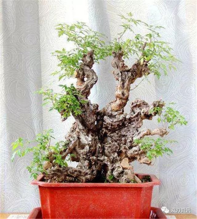 春养下山桩盆景 这3点不能犯错 否则容易死