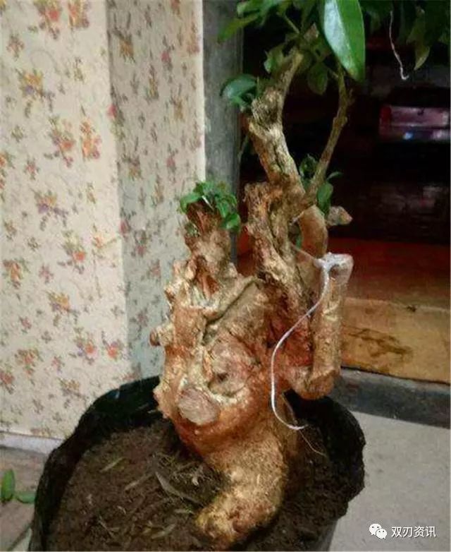 春养下山桩盆景 这3点不能犯错 否则容易死