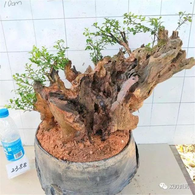 春养下山桩盆景 这3点不能犯错 否则容易死