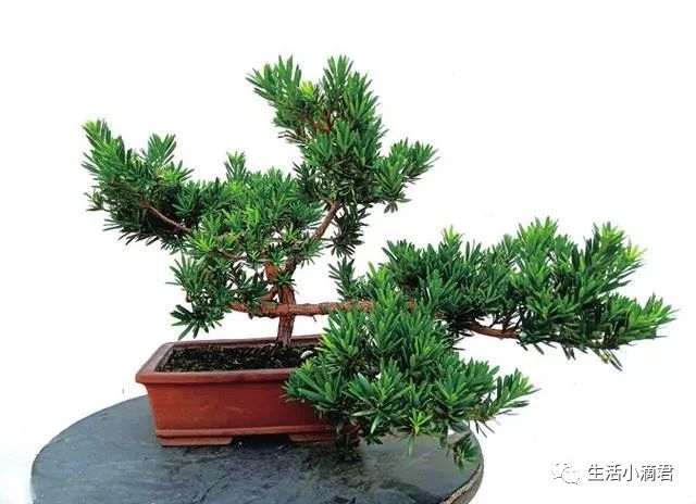 图解 罗汉松盆景造型怎么蟠扎换盆的方法