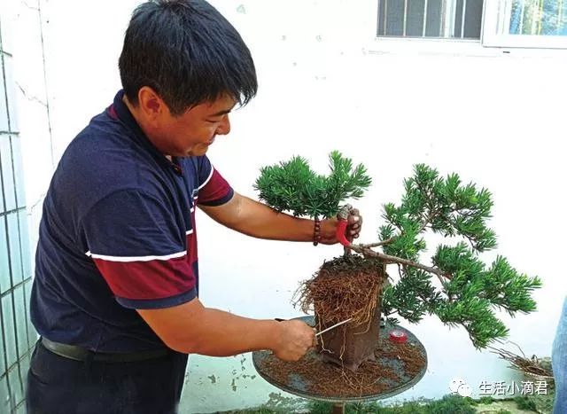 图解 罗汉松盆景造型怎么蟠扎换盆的方法
