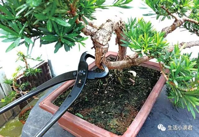 图解 罗汉松盆景造型怎么蟠扎换盆的方法