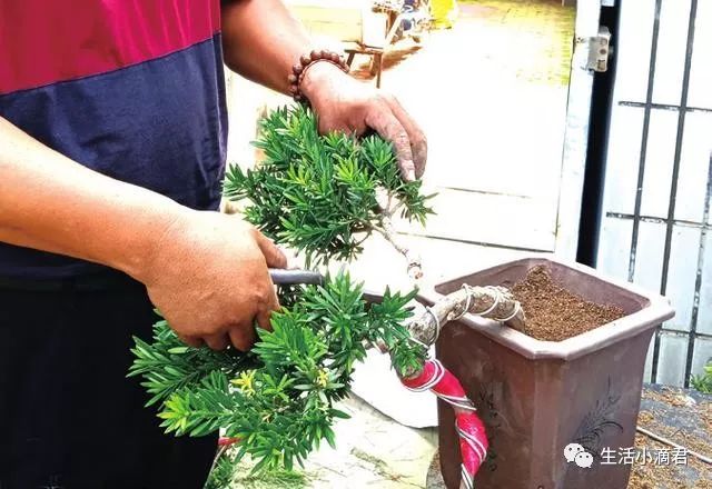 图解 罗汉松盆景造型怎么蟠扎换盆的方法