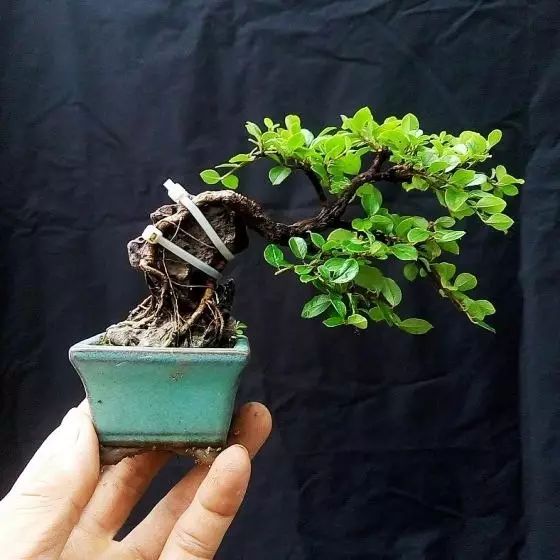 制作指尖盆景的6个步骤 轻松完成