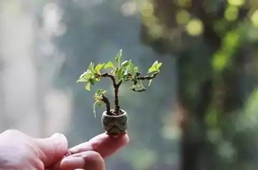 制作指尖盆景的6个步骤 轻松完成