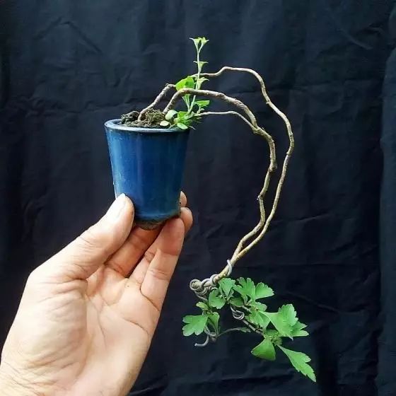 制作指尖盆景的6个步骤 轻松完成