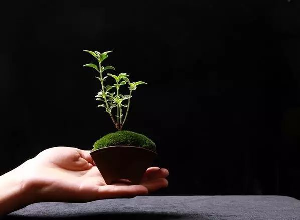 制作指尖盆景的6个步骤 轻松完成