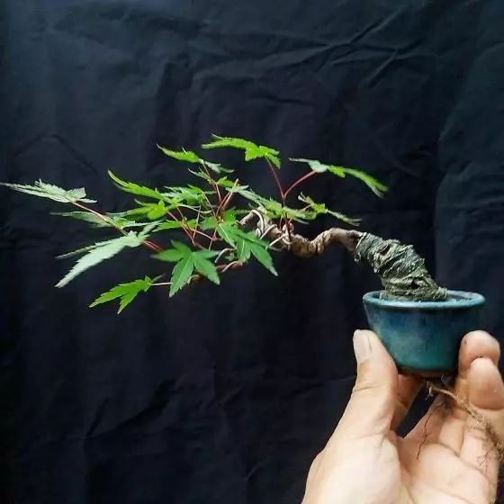 制作指尖盆景的6个步骤 轻松完成