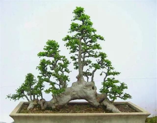 丛树盆景的修剪造型技巧