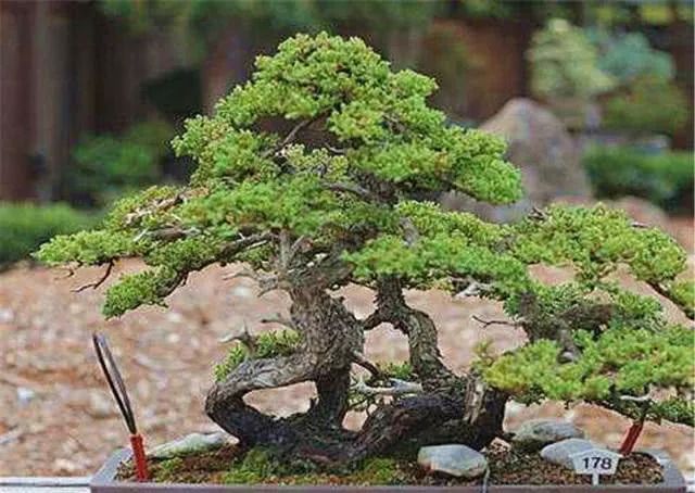 丛树盆景的修剪造型技巧