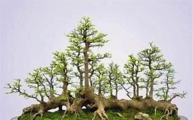 丛树盆景的修剪造型技巧