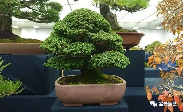 图解 如何制作单干树木盆景?