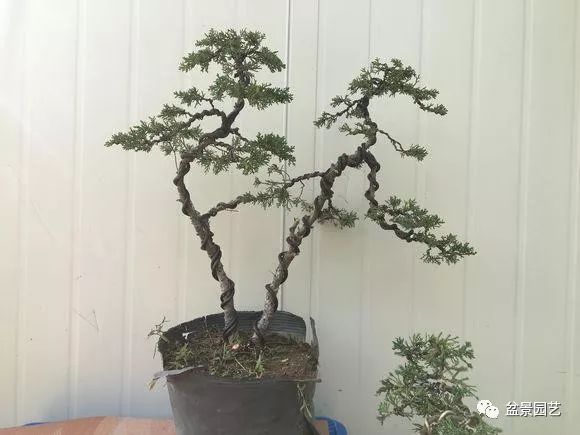 图解 如何制作单干树木盆景?