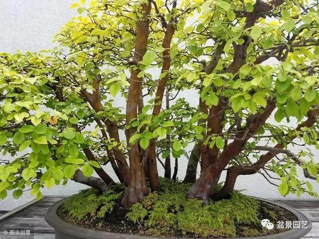 图解 如何制作单干树木盆景?