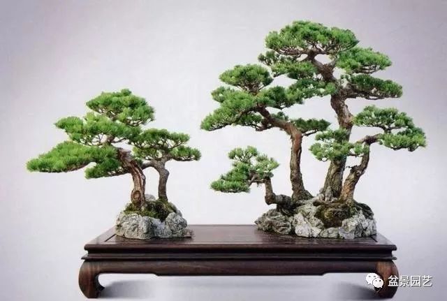 图解 如何制作单干树木盆景?