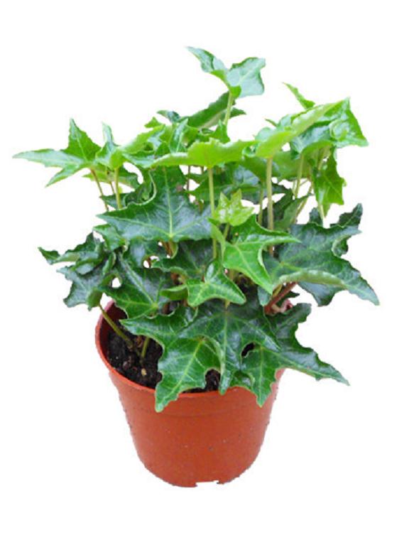 如何把常春藤制作成老桩盆景?有3个步骤