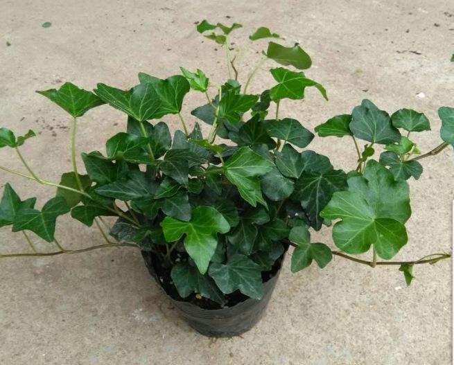 如何把常春藤制作成老桩盆景?有3个步骤