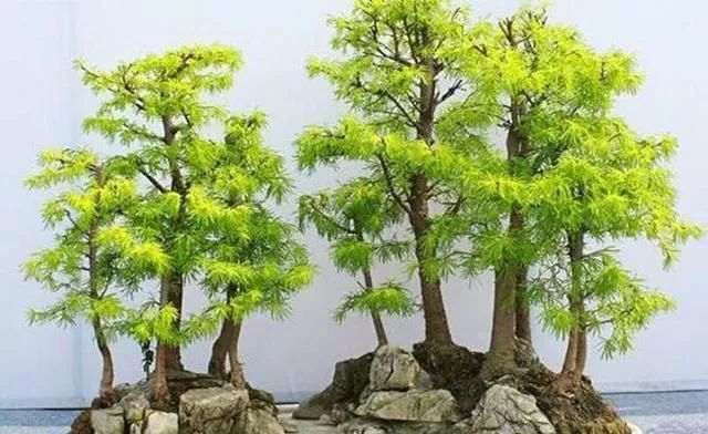 金钱松盆景浇水 不能省着 一定要浇透