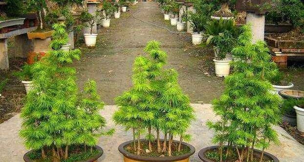 金钱松盆景浇水 不能省着 一定要浇透