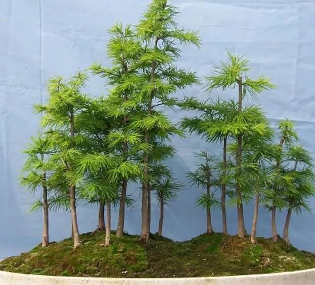 金钱松盆景浇水 不能省着 一定要浇透