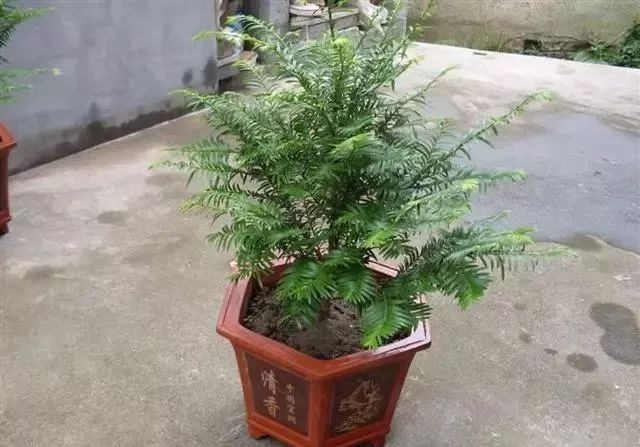 红豆杉盆景如何养到结红豆?这3点要注意