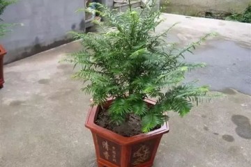 红豆杉盆景如何养到结红豆？这3点要注意