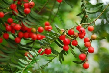 红豆杉制作成室内盆景 注意这3个技巧