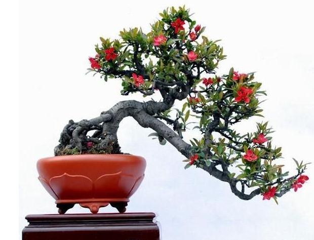 如何快速制作贴梗海棠盆景?只需3步 一年后就能成型